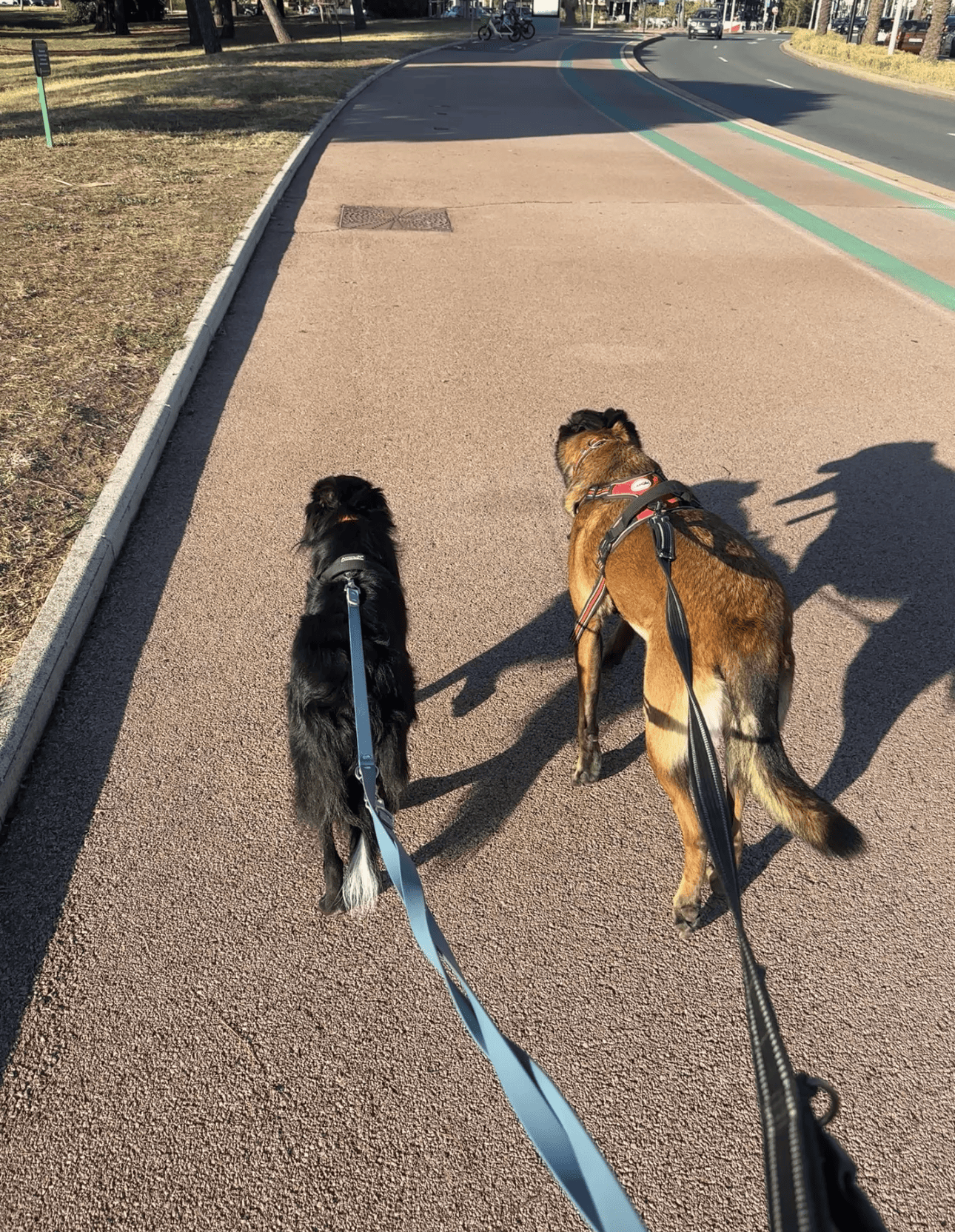 Thalya en balade avec ma chienne Wednesday