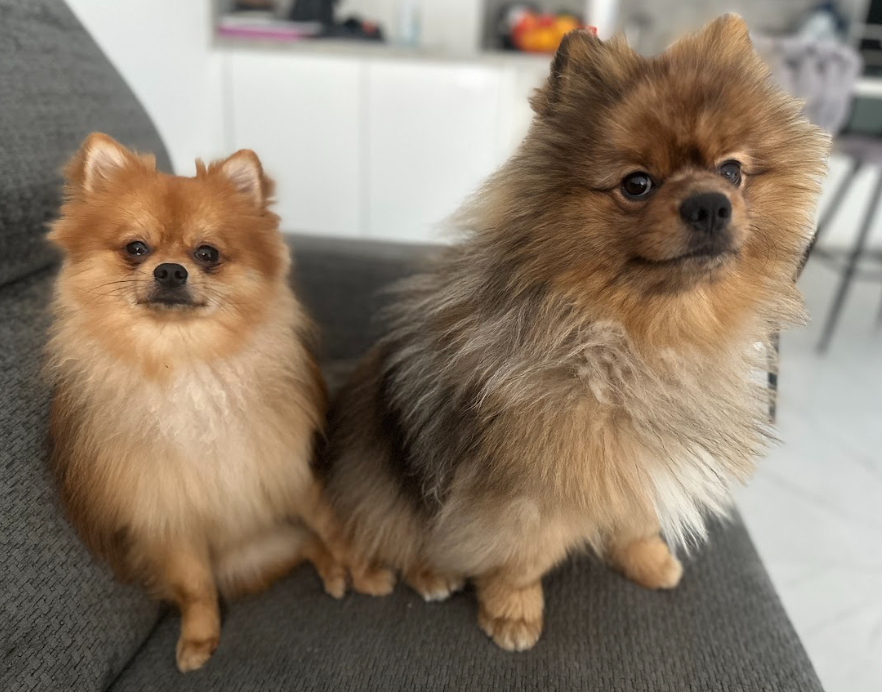 "J'ai contacté Audrey qui m'a été recommandée par une éducatrice canin car nous avions besoin de faire garder nos deux chiots lors de nos déplacements professionnels. Audrey a pris le temps avec nos bébés et encore plus avec un qui se montrait très peureux et peu sociable. Elle a fait preuve de patience et de douceur avec nos chiens et a gagné pleinement leur confiance aujourd'hui. Je remercie encore Audrey pour sa disponibilité et pour le temps accordé à nos bébés en notre absence. Elle essaie toujours de s'arranger pour nous aider quand nous en avons besoin. Elle est au top ! Mes chiens l'adorent !" Gardiens de Jet & Vagon