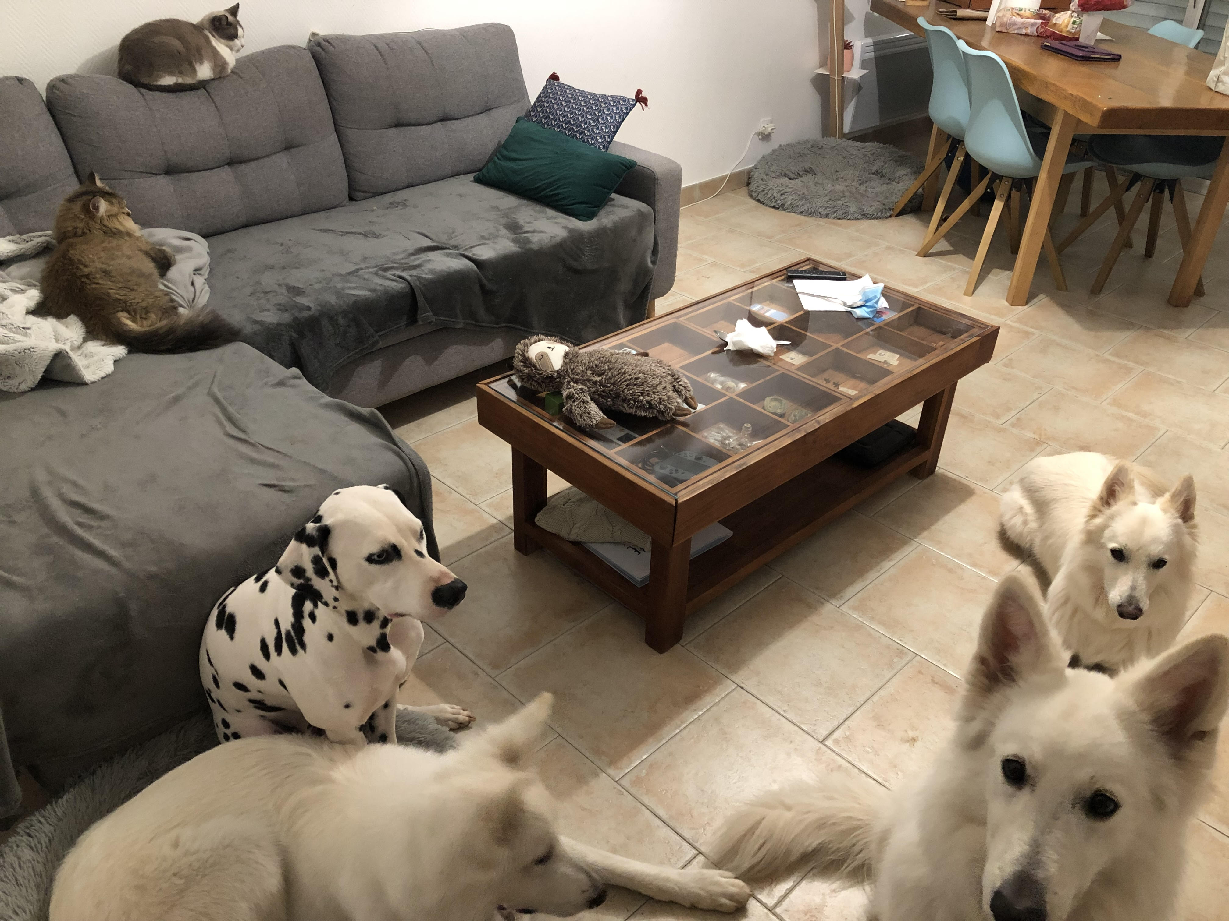 Icha, Octave, Raven & Ozora en visite à domicile avec mes chiens Bella & Risco