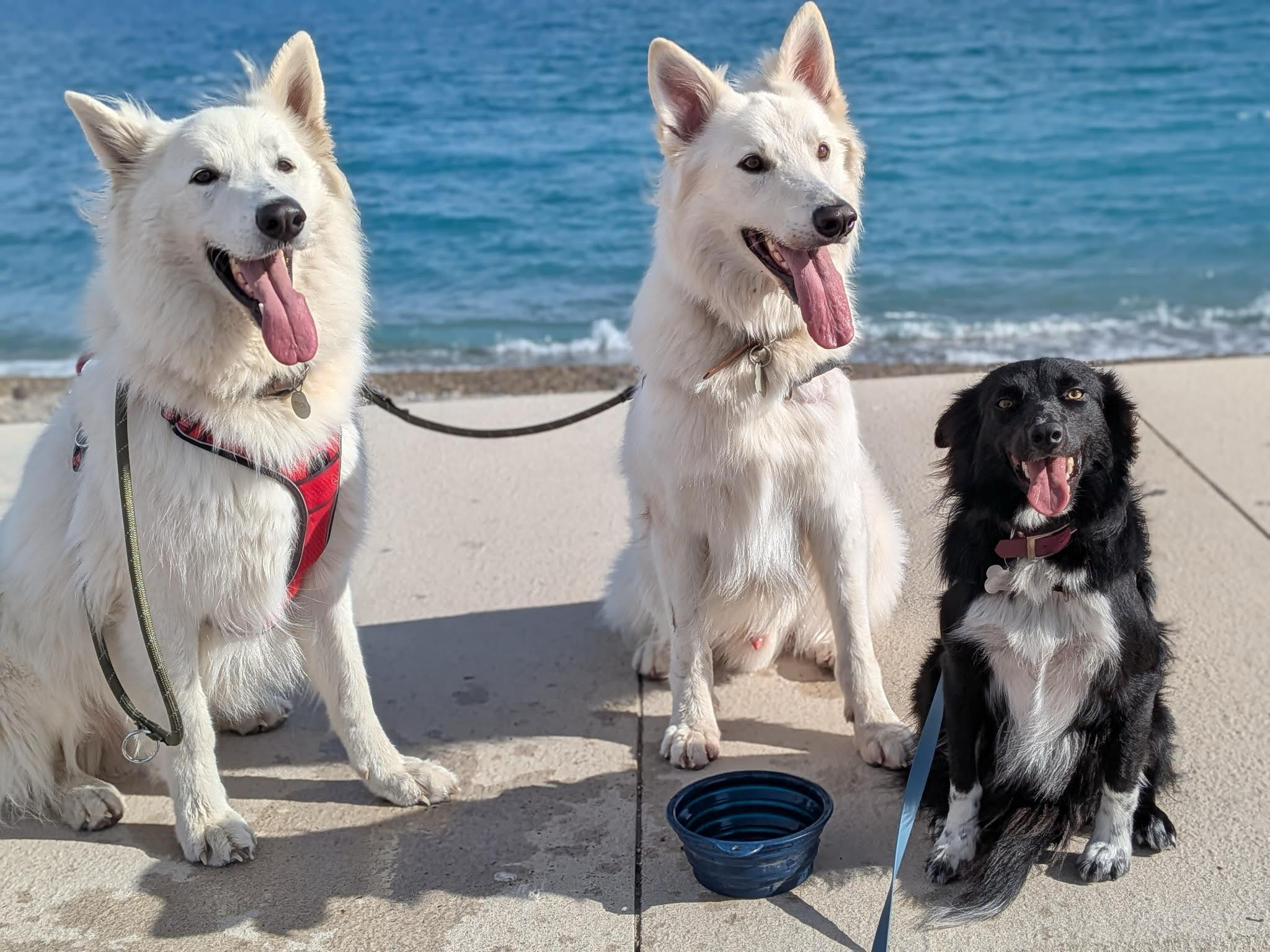 Thor en la balade avec mes chiens Risco & Wednesday