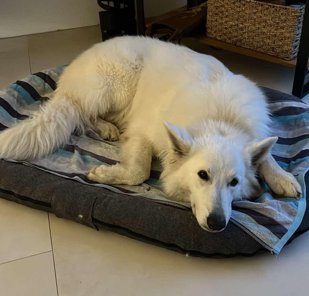 "Merci à Audrey qui est une super pet sitteuse. Elle a gardé Thor à de nombreuses reprises et il est toujours racvi de la retrouver. Elle m'envoie des photos de leurs balades et des soins qu'elle lui donne. Elle a aussi très bien su s'adapter à son caractère très actif. Je la recommande à 100%" Gardiens de Thor