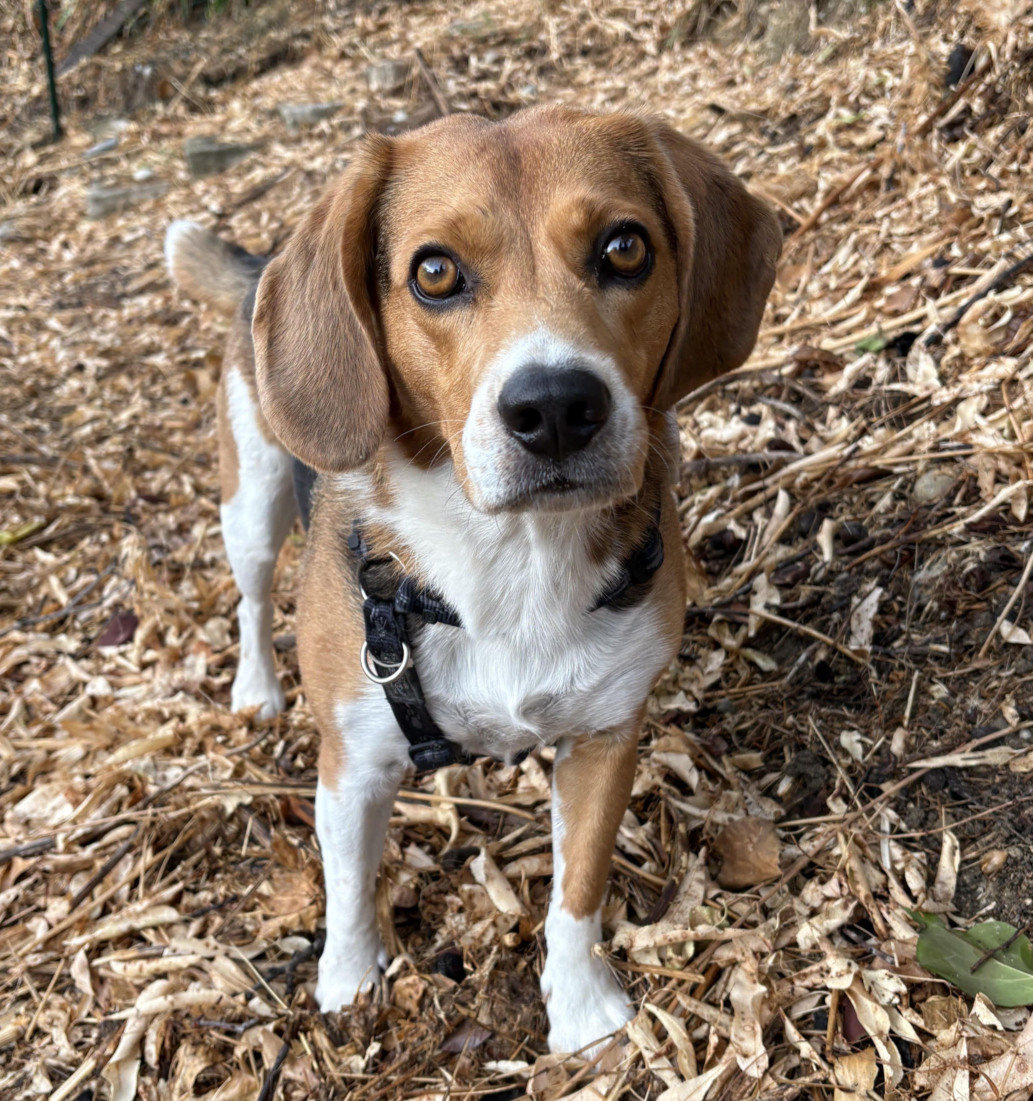 "Audrey a gardé mon beagle Rusty a de nombreuses reprises. Il est assez peureux et fugueur. Tout s'est à chaque fois extrêmement bien passé et désormais quand il la voit, il lui fait une énorme fête ! Je recommande Audrey les yeux fermés" Gardiens de Rusty