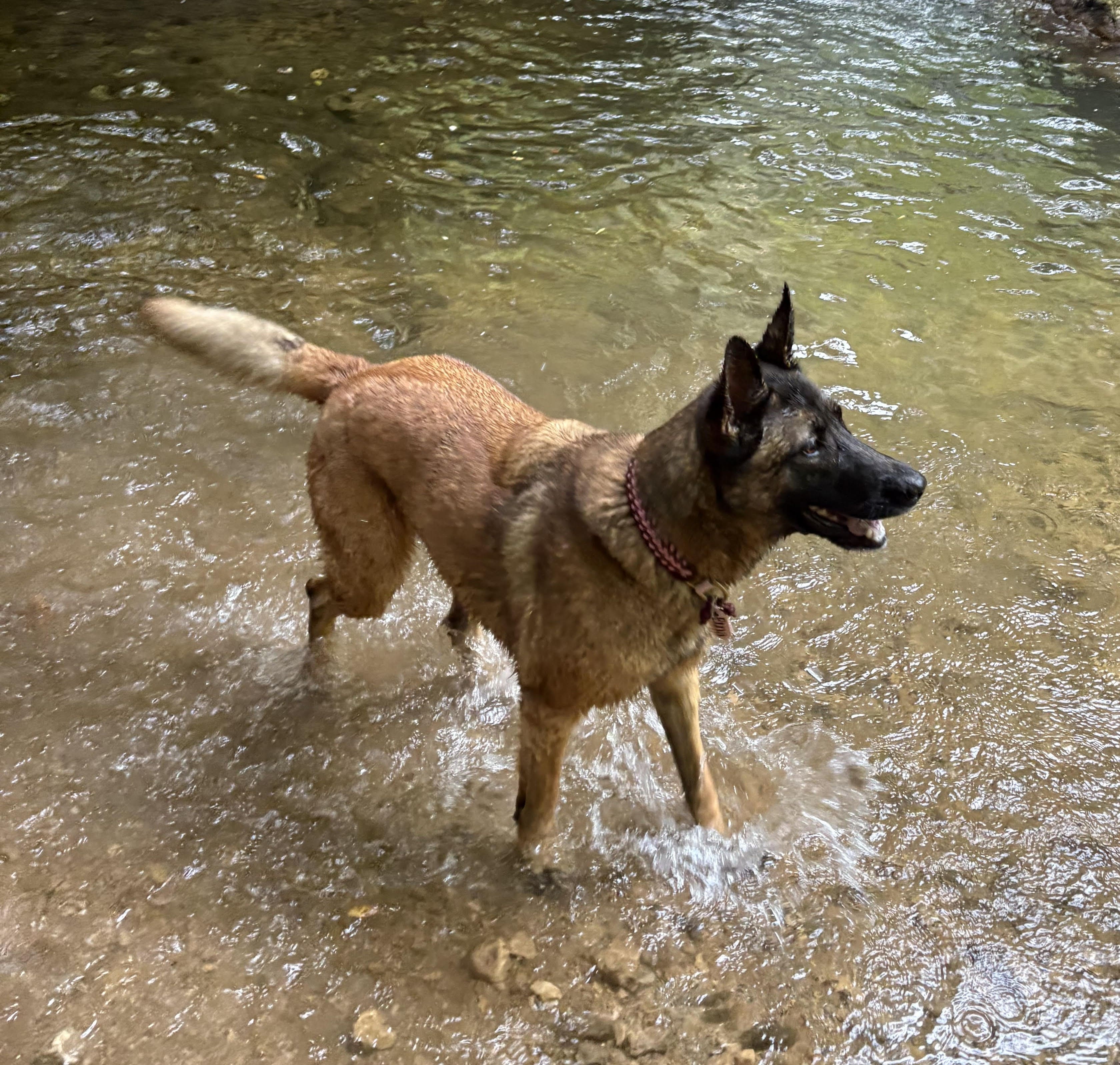 "Je confie ma malinoise de 7 ans à Audrey lorsque je ne suis pas assez disponible pour la sortir. C'est une chienne de refuge donc parfois imprévisible. Audrey a très bien su la canaliser et me l'a rendu à chaque fois bien fatiguée, preuve que la balade était à la hauteur de son énergie. Merci beaucoup à Audrey" Gardiens d'Etna